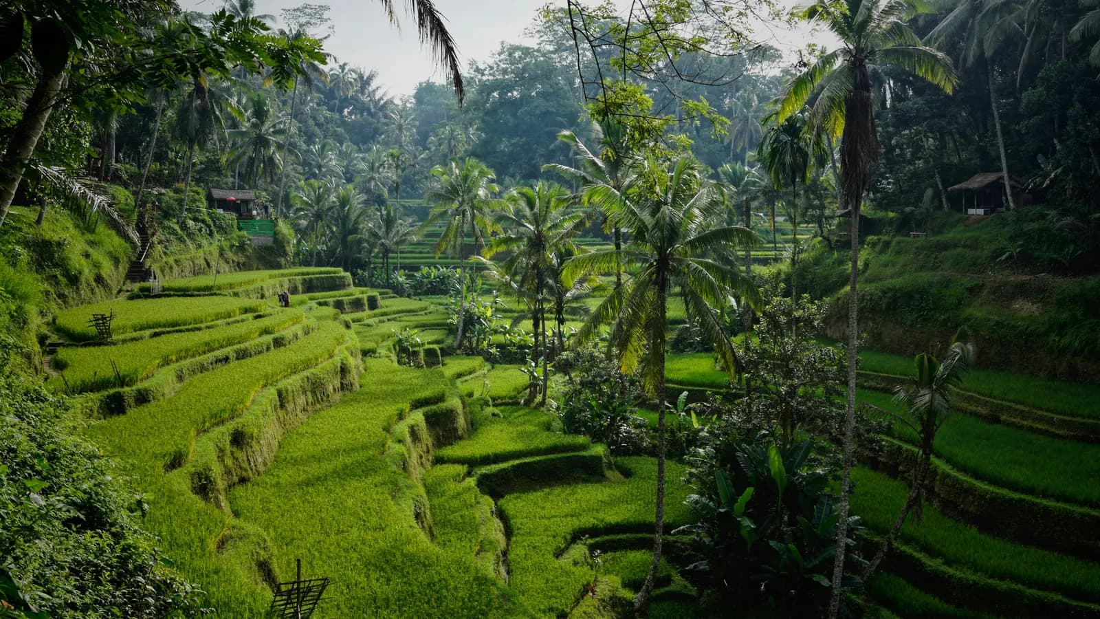 Tegelalang rice terraces near Ubud, Bali — early-morning view