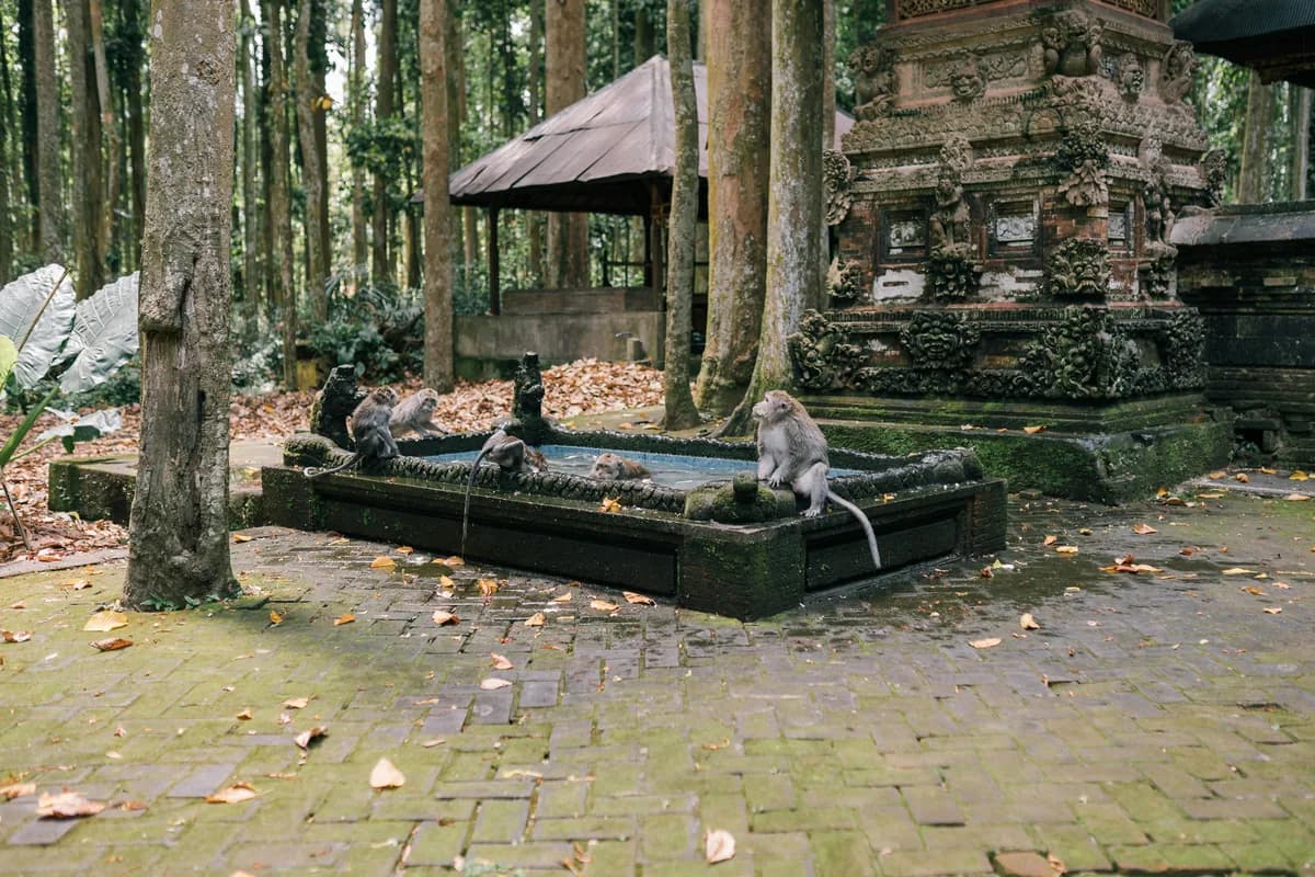 Macaques gathered at an ancient temple surrounded by nature, showcasing wildlife and historical architecture.