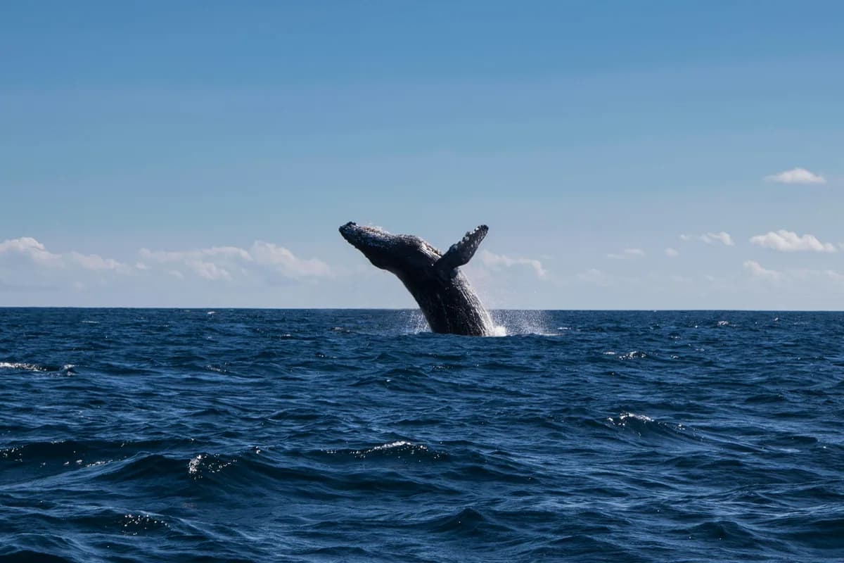 A whale breaching out of the water off Cabo San Lucas