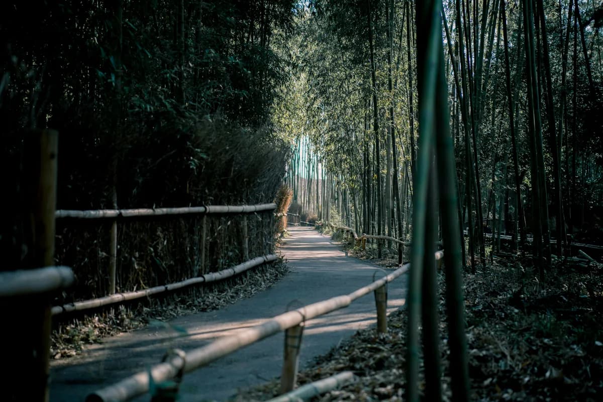 Serene bamboo pathway in Kyoto's Arashiyama district, surrounded by lush nature and tranquil light filtering through.