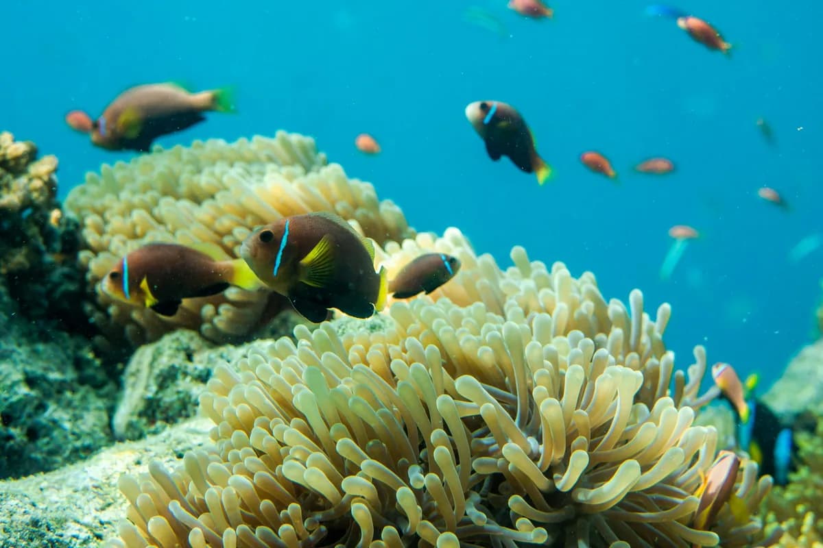 A school of tropical fish over a coral reef in clear Maldivian water