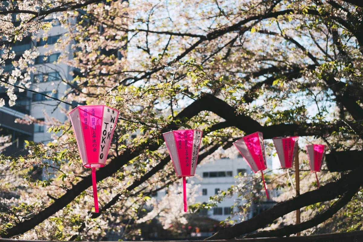 Vibrant pink lanterns hanging among cherry blossoms in a Tokyo hanami park during sakura season.