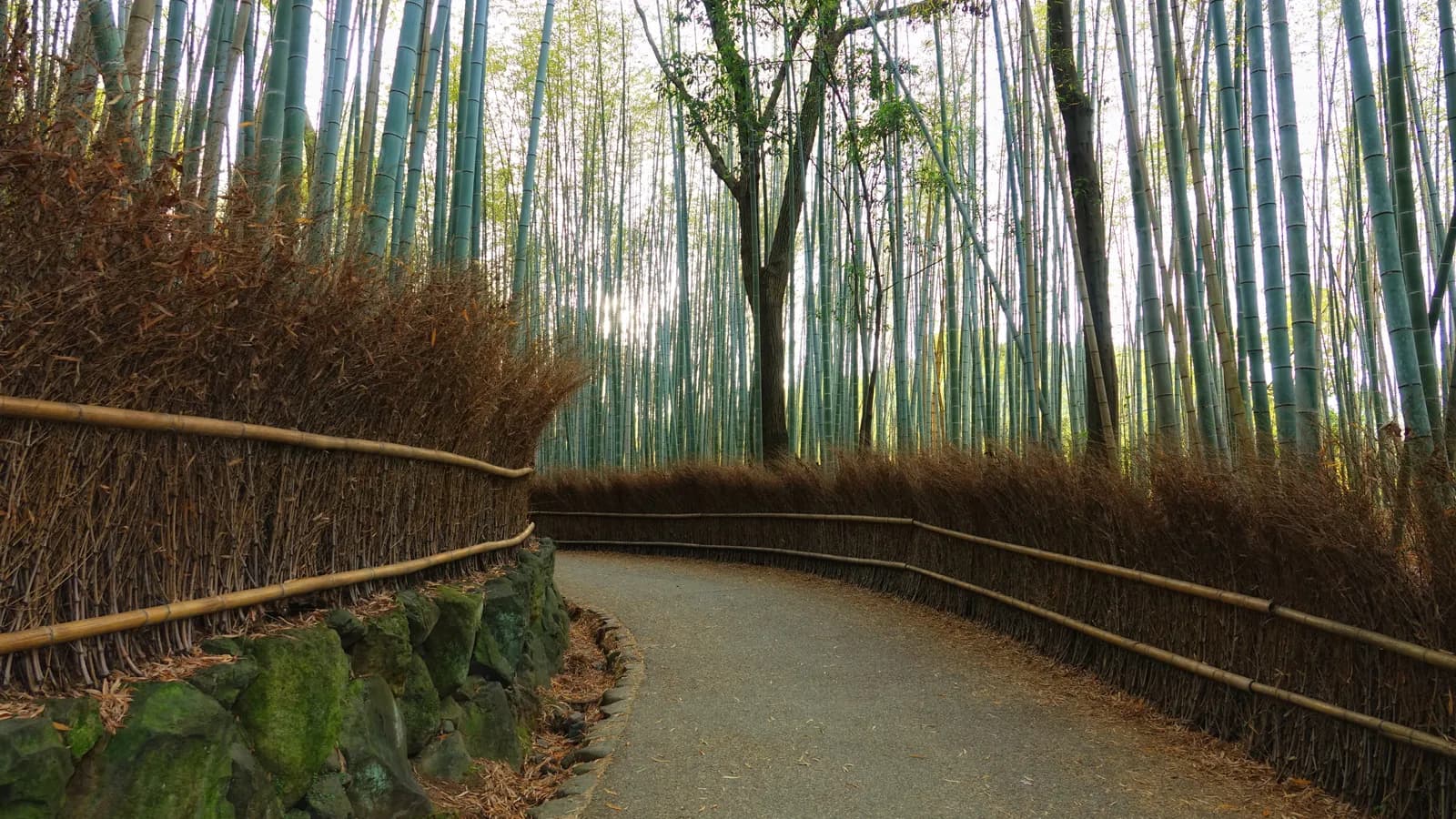 Arashiyama bamboo grove at sunset, Kyoto, Japan