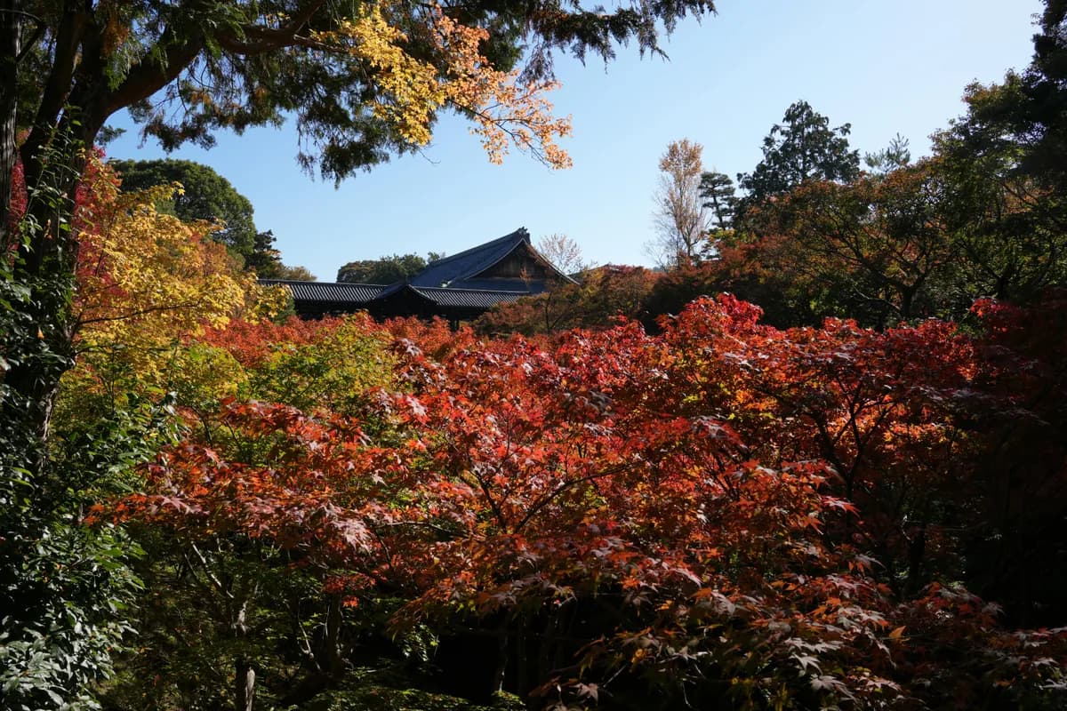 Stunning autumn foliage at Tōfuku-ji Temple in Kyoto, Japan, showcasing vibrant red and orange leaves.