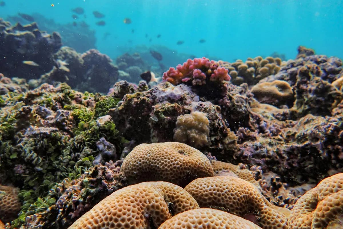 Colorful coral reef with vibrant marine life in an Okinawan underwater ecosystem.