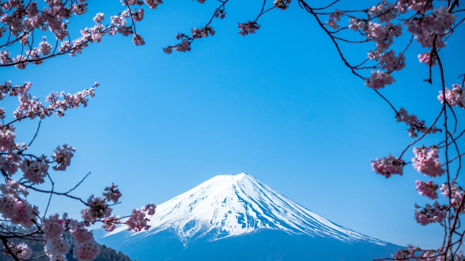 Snow-capped Mount Fuji under a clear blue sky, framed by pink cherry blossom branches