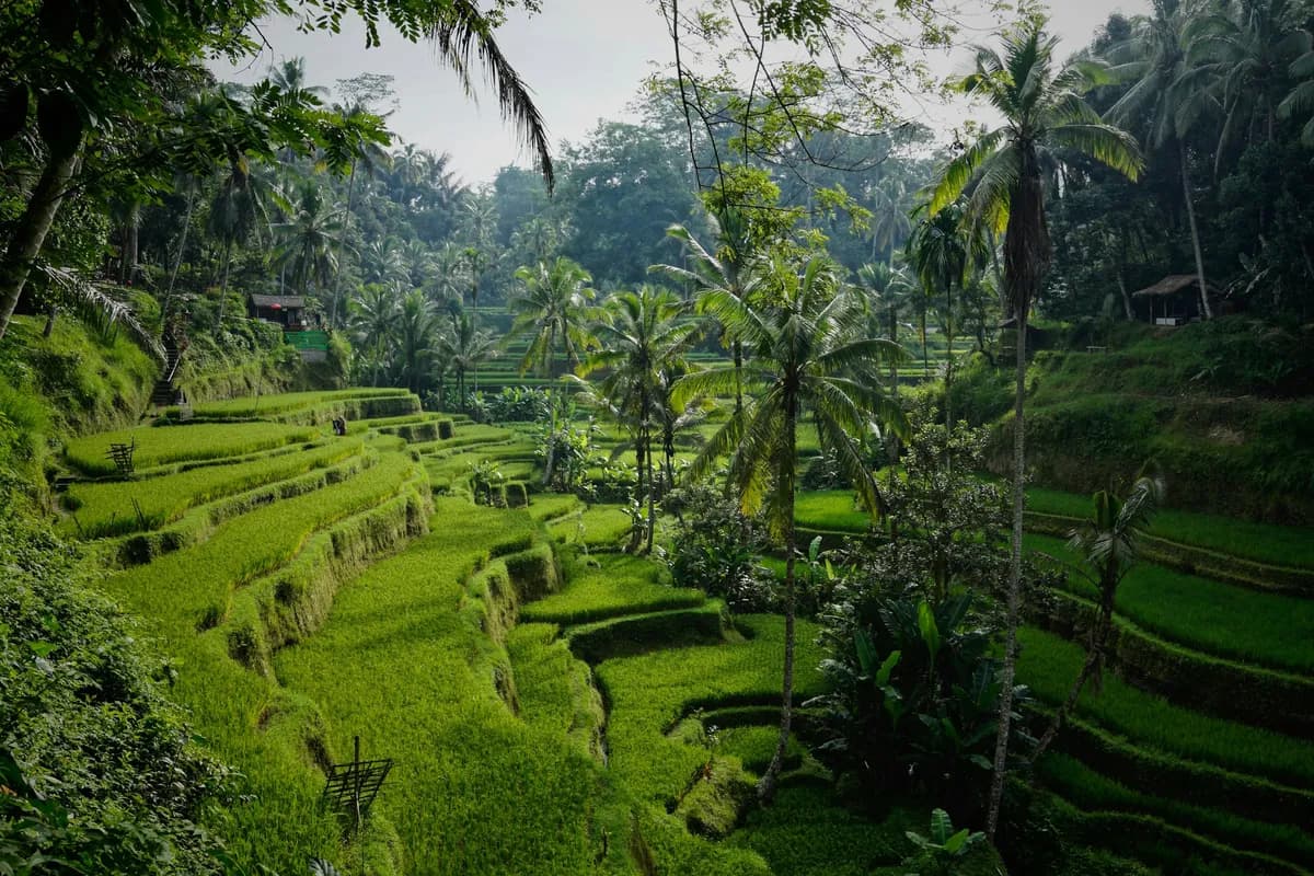 Rice terraces and coconut palms at Tegallalang, north of Ubud, Bali