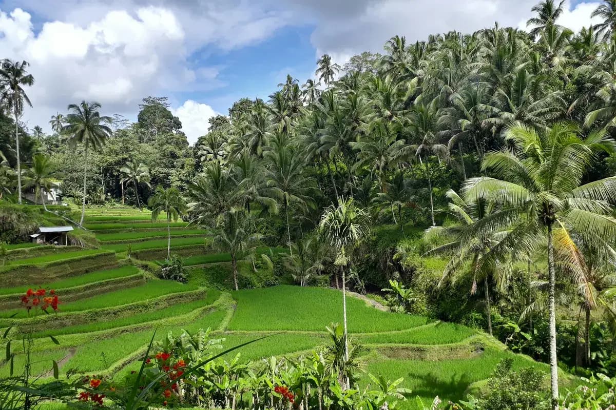 Green rice terraces among coconut palms near Ubud, Bali