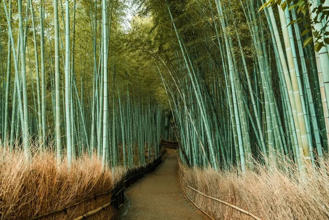 An empty path through the tall green bamboo grove at Arashiyama, Kyoto